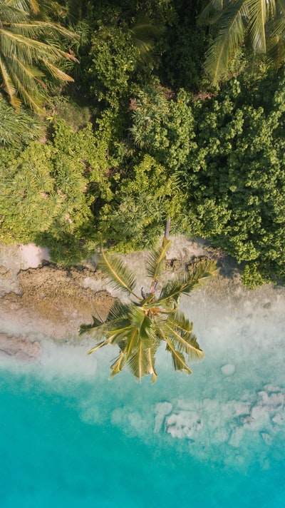 绿色的松树在棕壤
